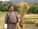 SRI experiment harvest in Bhutan