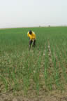 SRI farmer in Bama