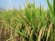SRI rice plant