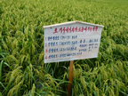 Farmer experiment with SRI spacing near Pyongyang