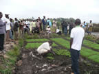 Dry nursery in Mwea with 8 day seedlings