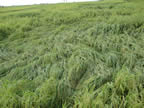 Conventional paddy after storm in Mwea, Kenya