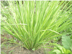 Rajendra's rice plant