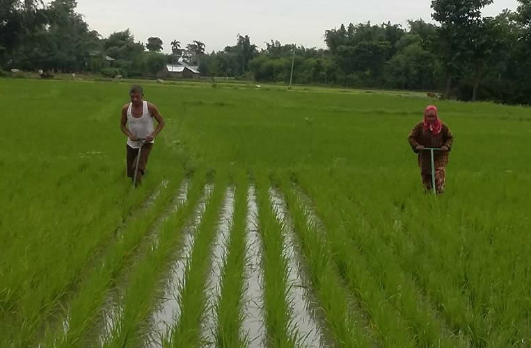 Production Technology Of Paddy And Direct Seedling