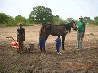 Direct seeding with horsepower